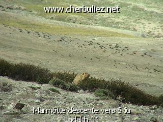 légende: Marmotte descente vers Skiu Ladakh 01
qualityCode=raw
sizeCode=half

Données de l'image originale:
Taille originale: 165624 bytes
Temps d'exposition: 1/120 s
Diaph: f/400/100
Heure de prise de vue: 2002:06:25 09:34:48
Flash: non
Focale: 420/10 mm
